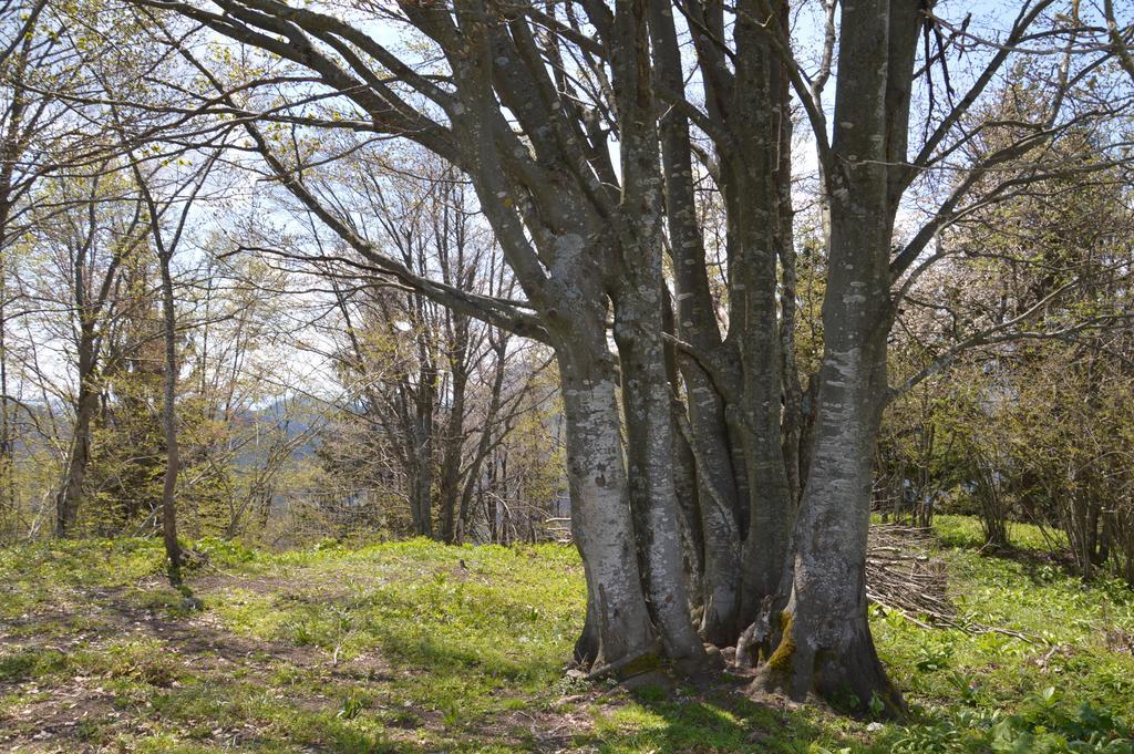 Apartmens And Rooms Sostar Cerkno Zewnętrze zdjęcie